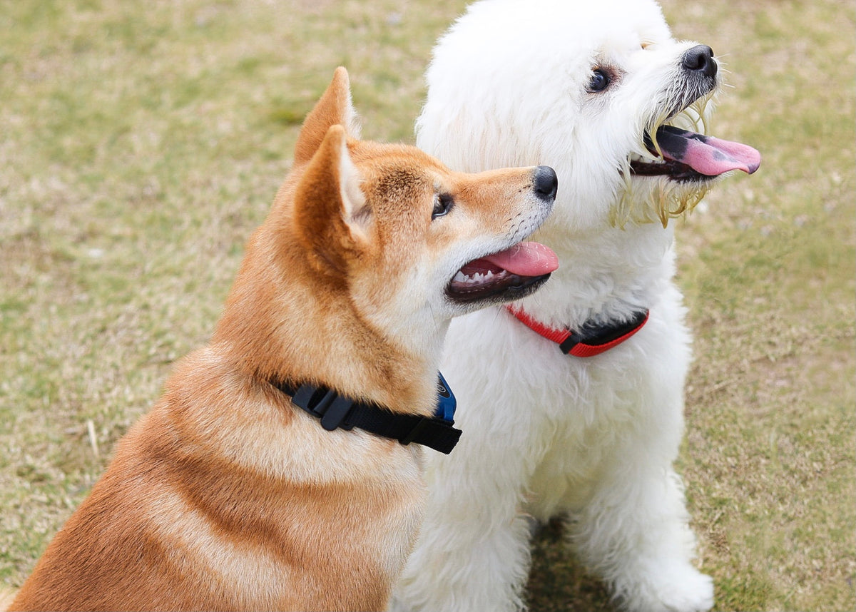 How to use e collar to stop barking hotsell