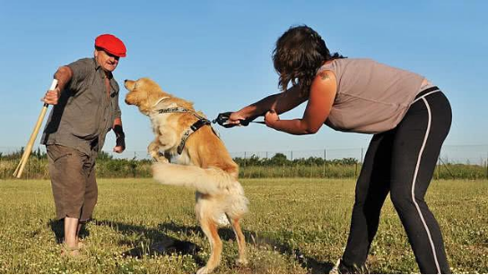 How to train our fur kids through play: making training easy and fun!