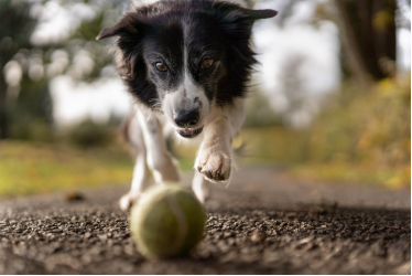 Why does the dog suddenly ‘scatter’? Reveal the four truths of the dog crazy running!