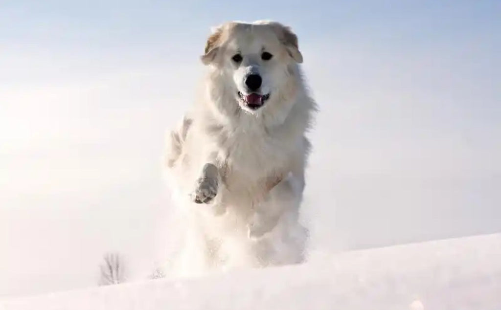 Are dogs really afraid of the cold in winter? Revealing their little secrets to staying warm!