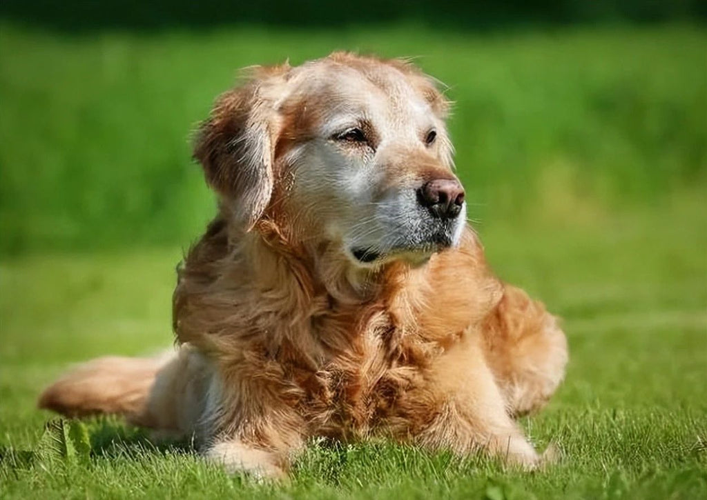 What's wrong with a dog that drools very sticky and has blood in it?