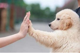 Newbie dog training super strategy: make your dog obedient and smart.