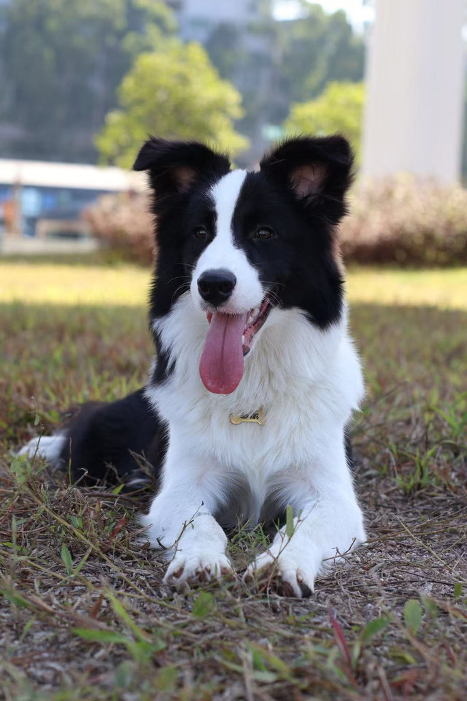 The Get Your Dog Down training method is combined with games to enhance engagement and fun!